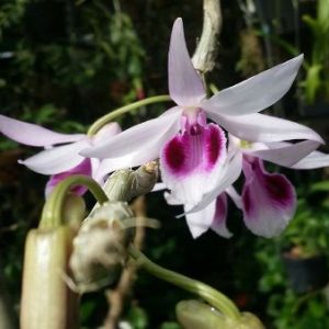 [Giống hiếm] Lan Giả Hạc Hòn Hèo Nha Trang hoa to đẹp rất thơm - Cây giống năm 2 khoẻ mạnh 10 cm