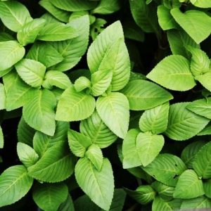 Chậu cây rau Quế Vị Xá Xị Limnophila rugosa