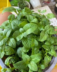 Chậu cây rau Quế Vị Xá Xị Limnophila rugosa