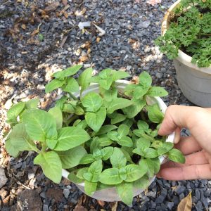 Chậu cây rau Quế Vị Xá Xị Limnophila rugosa