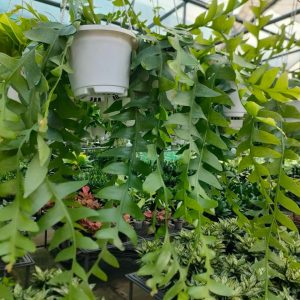 Quỳnh xương cá Mexico hoa trắng lá to - selenicereus chrysocardium