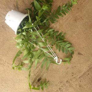 Quỳnh xương cá Mexico hoa trắng lá to - selenicereus chrysocardium