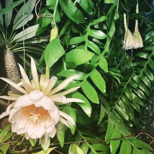 Quỳnh xương cá Mexico hoa trắng lá to - selenicereus chrysocardium