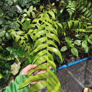 Quỳnh xương cá Mexico hoa trắng lá to - selenicereus chrysocardium