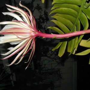 Quỳnh xương cá Mexico hoa trắng lá to - selenicereus chrysocardium