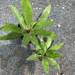 [Cây phong thủy] Ráng Ổ Phụng - mini