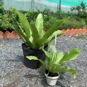 [Cây phong thủy] Ráng Ổ Phụng - cây lớn