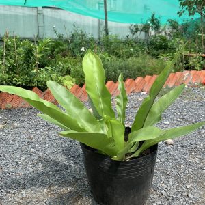 [Cây phong thủy] Ráng Ổ Phụng - cây lớn