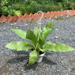 [Cây phong thủy] Ráng Ổ Phụng - mini