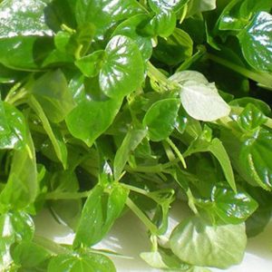 Gói 0.5gr hạt giống rau càng cua