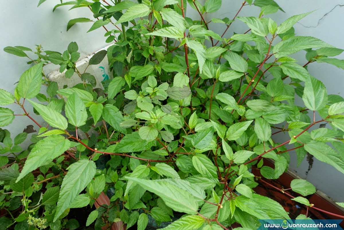 rau-day-do-1-21180354-dee2-4940-8bd9-39f2c791836f-1 Gói 20g hạt giống rau đay đỏ