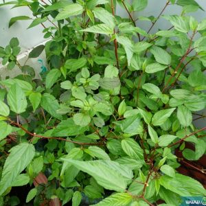 Gói 20g hạt giống rau đay đỏ