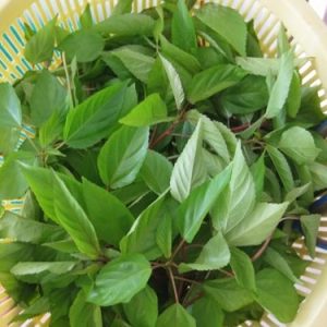 Gói 20g hạt giống rau đay đỏ