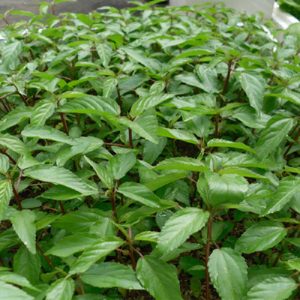 Gói 20g hạt giống rau đay đỏ