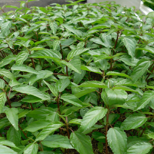 Gói 20g hạt giống rau đay đỏ