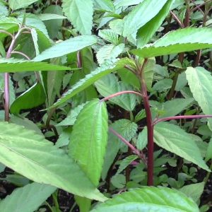 Gói 20g hạt giống rau đay đỏ