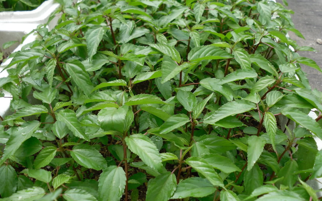 rau-day-do-3-2ebcb5fb-5f8a-4f82-a57a-8c6912c665f2-1 Gói 20g hạt giống rau đay đỏ