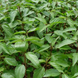 Gói 20g hạt giống rau đay đỏ