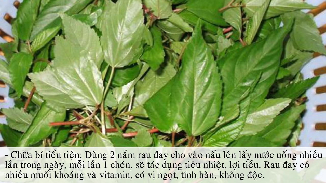 Gói 20g hạt giống rau đay đỏ