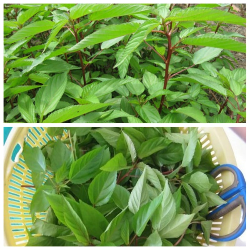 rau-day-do-4-5276e15b-7f0d-49c0-b4ed-b19f6d8e9f22-1 Gói 20g hạt giống rau đay đỏ