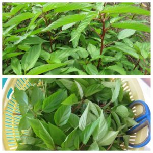 Gói 20g hạt giống rau đay đỏ