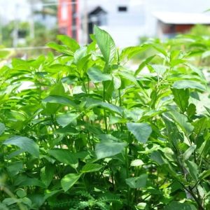 Gói 20g hạt giống rau đay trắng