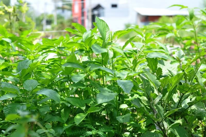 rau-day-trang-2 Gói 20g hạt giống rau đay trắng