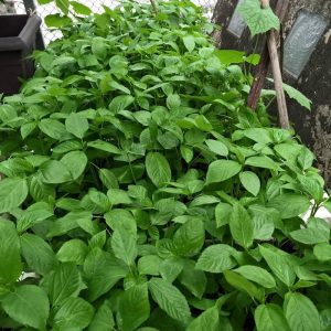 Gói 20g hạt giống rau đay trắng