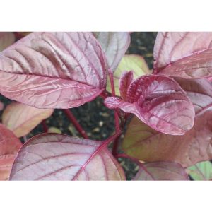 Gói 20g hạt giống rau dền đỏ - Nanuseeds