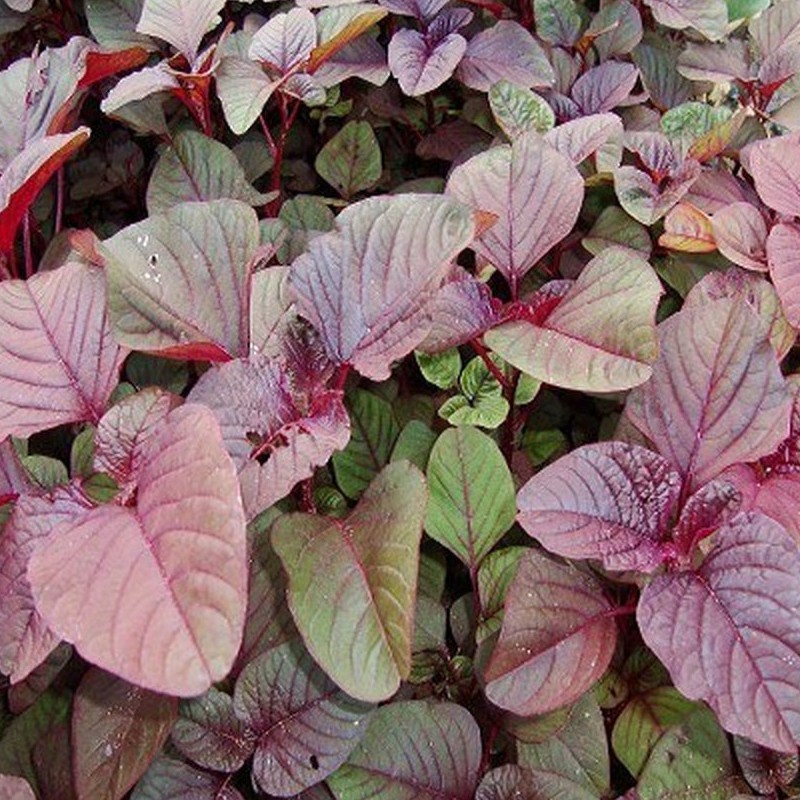 rau-den-do-3-jpeg-e8ab2a82-82ff-4e24-952b-6bc15fb9cb08-1 Gói 20g hạt giống rau dền đỏ - Nanuseeds