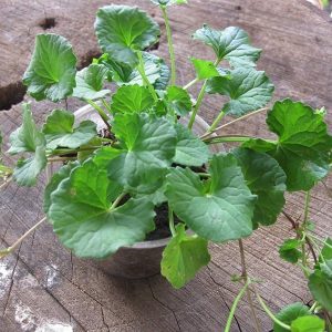 Gói 0.1g hạt giống rau má