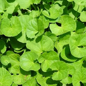 Gói 0.1g hạt giống rau má