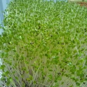 Gói 20g Hạt Giống Rau Mầm Bông Cải Xanh_ Thế Giới Rau Mầm