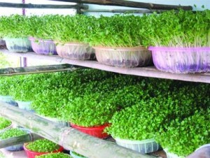 Gói 20g Hạt Giống Rau Mầm Cải Ngọt_ Thế Giới Rau Mầm