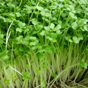 Gói 100g Hạt Giống Rau Mầm Bông Cải Xanh_ Thế Giới Rau Mầm