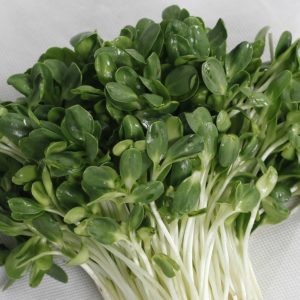 Gói 20g Hạt Giống Rau Mầm Hướng Dương_ Thế Giới Rau Mầm