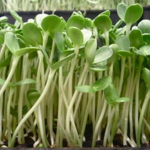 Gói 20g Hạt Giống Rau Mầm Hướng Dương_ Thế Giới Rau Mầm