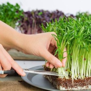 Gói 1kg Hạt Giống rau mầm rau muống Đài Loan