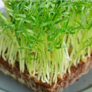 Gói 1Kg Hạt giống rau mầm rau muống Việt Nam _ Thế Giới Rau Mầm