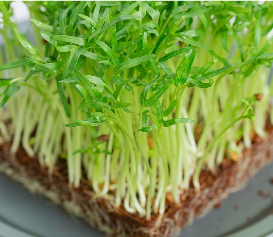 Gói 1kg Hạt Giống rau mầm rau muống Đài Loan