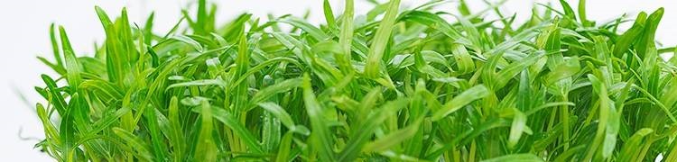 COMBO giá thể + 100g rau mầm rau muống