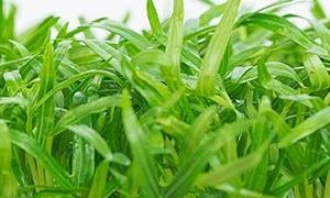 Gói 100g Hạt giống rau mầm rau muống Indonesia _ Thế Giới Rau Mầm