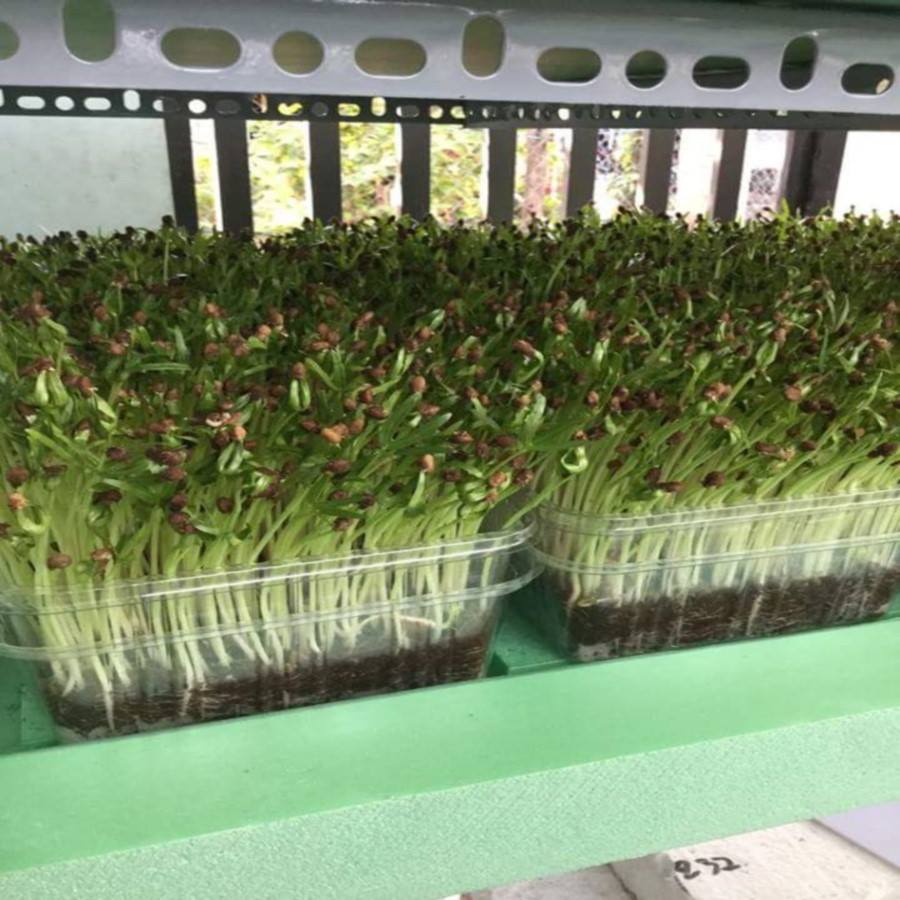 COMBO giá thể + 100g rau mầm rau muống