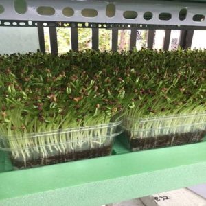 Gói 1kg Hạt Giống rau mầm rau muống Đài Loan