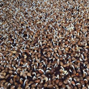 Gói 20g Hạt giống rau mầm rau muống Indonesia _ Thế Giới Rau Mầm