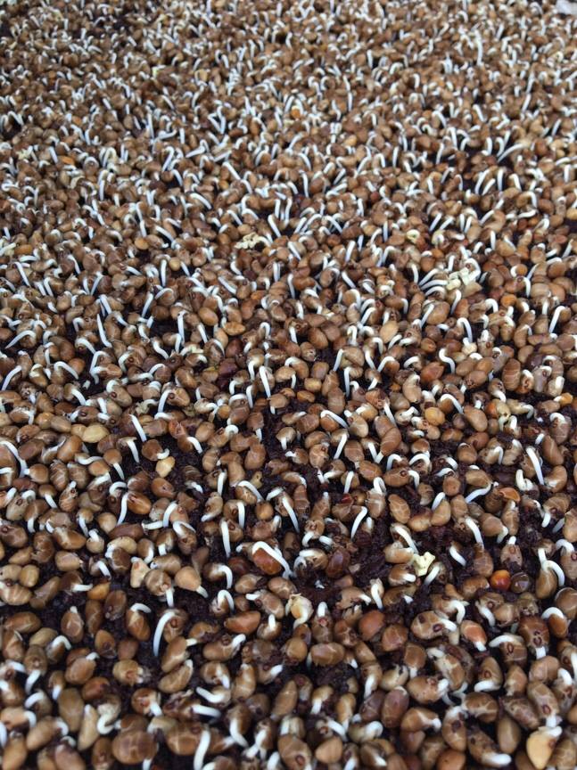 COMBO giá thể + 100g rau mầm rau muống