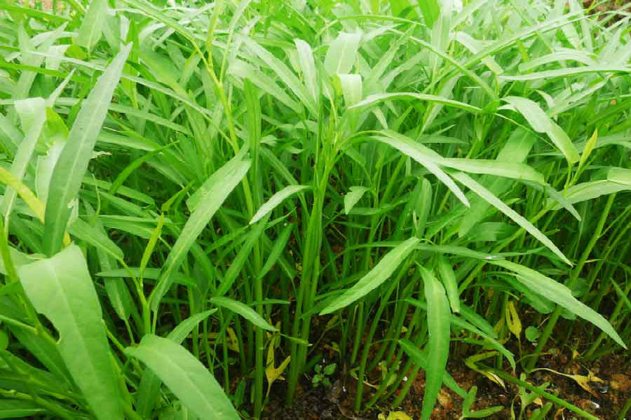 Gói 1kg hạt giống rau muống lá tre Việt Nam