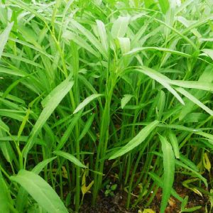 Gói 20g hạt giống rau muống lá tre Việt Nam