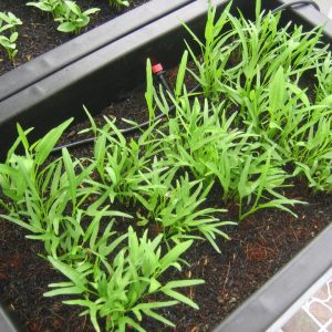 Gói 1kg hạt giống rau muống lá tre Việt Nam