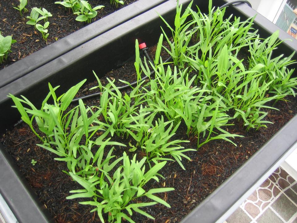 rau-muong-la-tre-vn-6-89d94a02-71f6-4030-8346-4d0c9b15013a Gói 1kg hạt giống rau muống lá tre Việt Nam